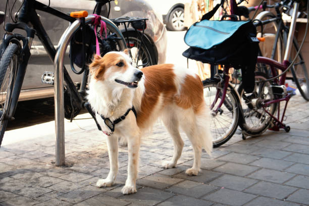 Sad leashed dog waiting for owner in front of a shop stock photo
