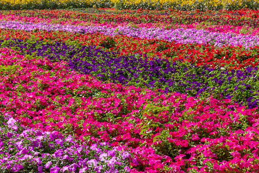 Petunia flowers field landscape. Miracle garden decoration, Dubai, United Arab Emirates