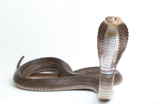 The Javan spitting cobra Naja sputatrix or the southern Indonesian cobra isolated on white background