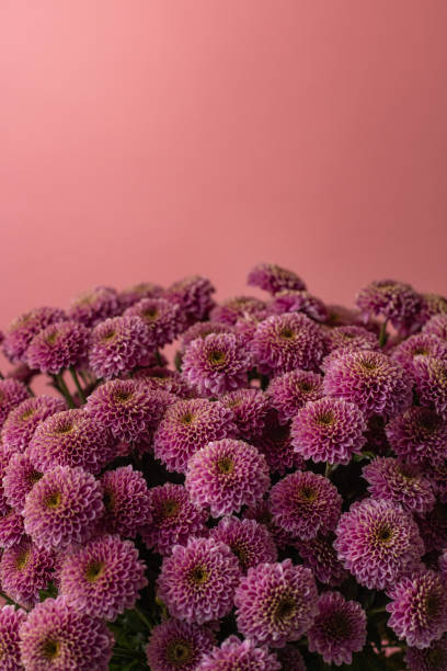 istock Pink chrysanthemums on a pink background 1399771388