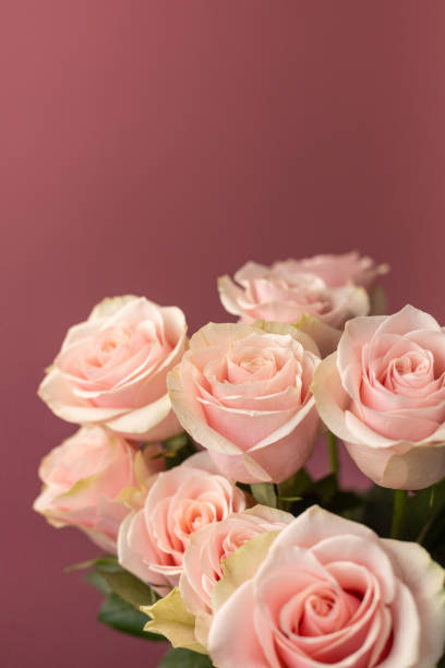 istock Bouquet of tea roses on a pink background 1399771395