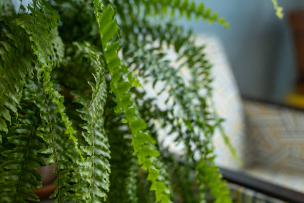 istock Indoor fern leaves in a bright room 1399771494