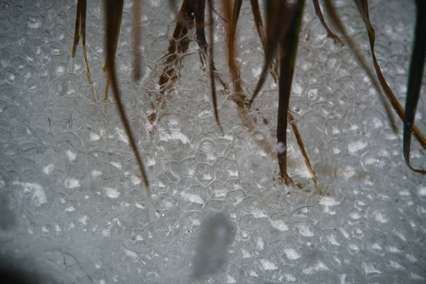 macro shot of water at a waterfall at a levada in madeira