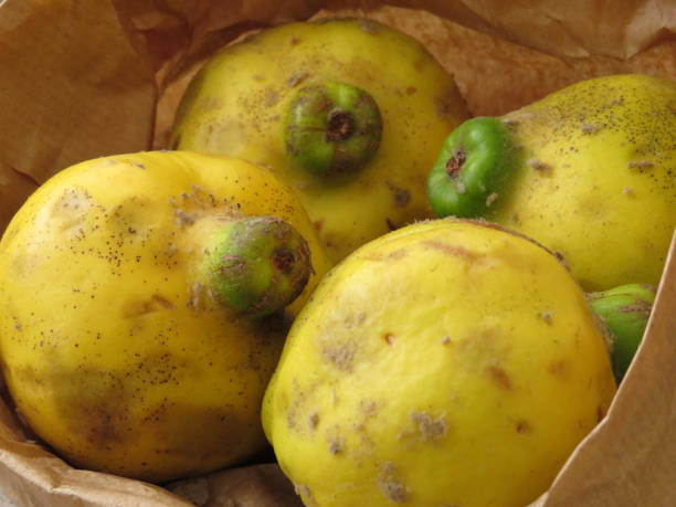 istock Quinces in paper bag II 1399772125