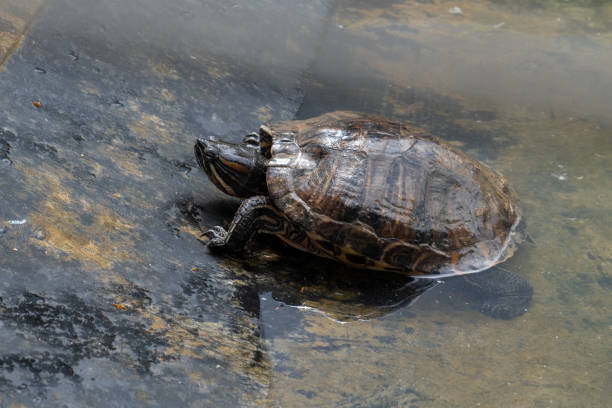 istock turtle comes out on a rock to bask, Trachemys scripta in its natural habitat 1399772289