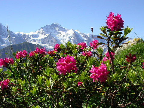The picture of the Jungfrau (Swiss Alps) with the MÃ¤nnlichen was taken from the Schynige Platte mountain (above Interlaken). In the forground the typical alpine pink rhododendron          