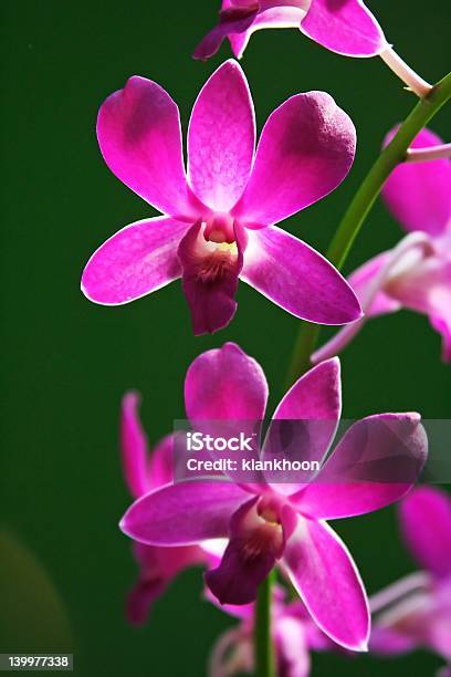 Orquídea Púrpura Foto de stock y más banco de imágenes de Amor - Sentimiento - Amor - Sentimiento, Animales salvajes, Arbusto