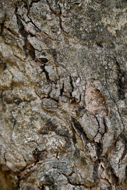 istock closeup the old brown tree soft focus natural grey brown background. 1399773427