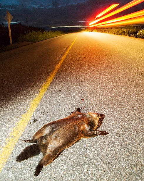 Marmota Roadkilled - foto de stock