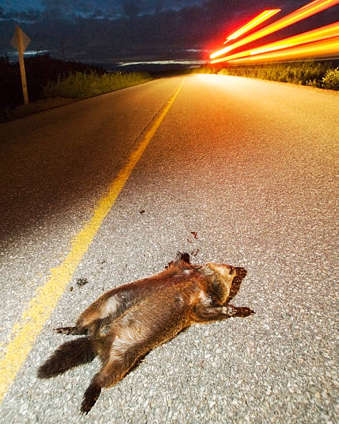 Roadkilled marmota - fotografia de stock