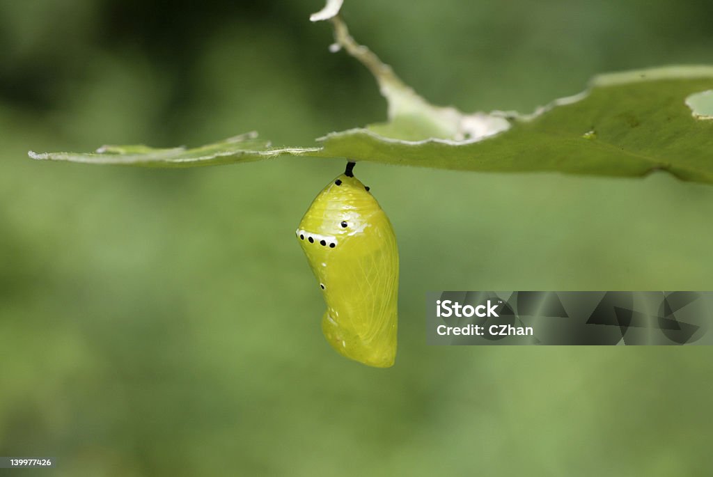 Mariposa - Foto de stock de Acorralado libre de derechos