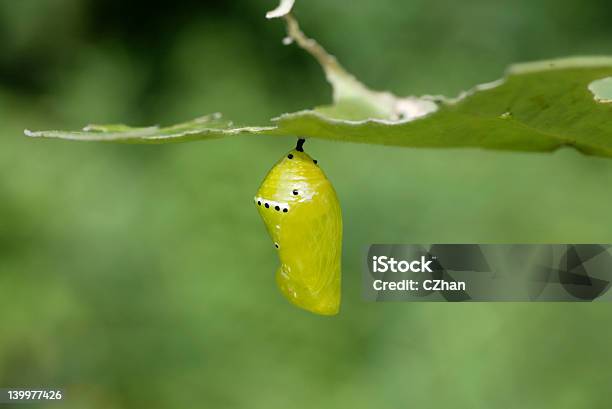 Mariposa Foto de stock y más banco de imágenes de Acorralado - Acorralado, Aire libre, Belleza de la naturaleza