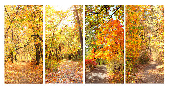 Calm fall season. Set of vertical banners with beautiful landscape and road in autumn forest. Maples trees with yellow and orange leaves and footpath in the woodland in sunny day