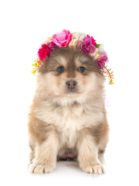 istock puppy Finnish Lapphund in studio 1399774424