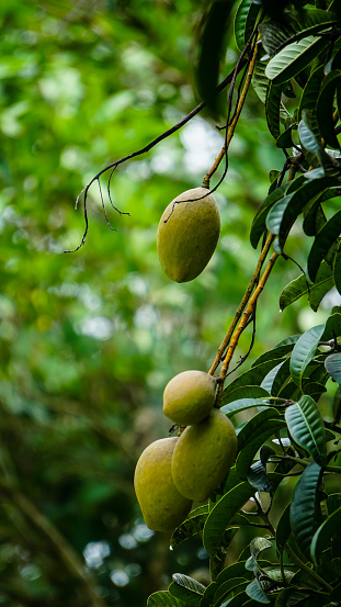 mango on tree stock photo