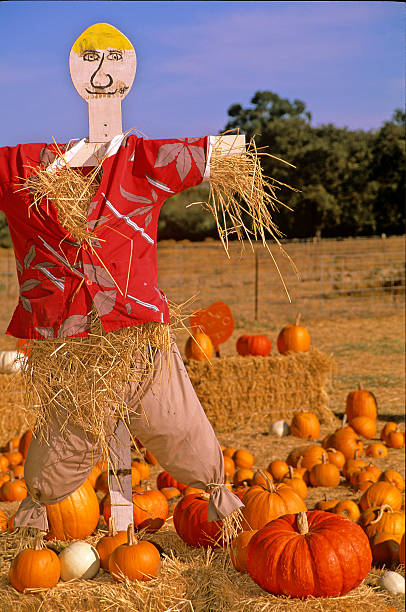 Holloween Scarecrow stock photo