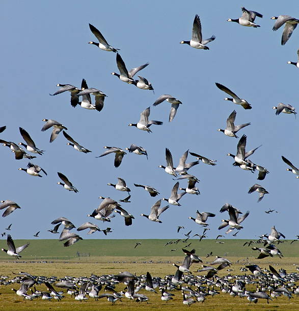 istock Barnaclegeese in the Bantpolder 139977603