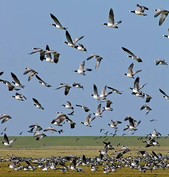 Barnaclegeese gathering for annual migration, late winter