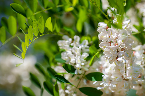 Close-up of a flowering acacia branch with green leaves on a white background.