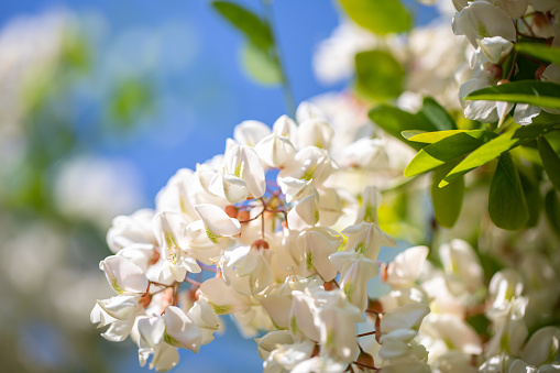 Acacia flower in spring. Stock photo