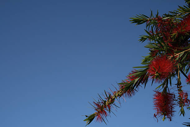 bottle brush stock photo