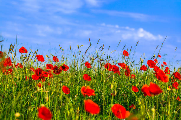 champ de fleurs de pavot photo d’archives - poppy flower field red photos et images de collection