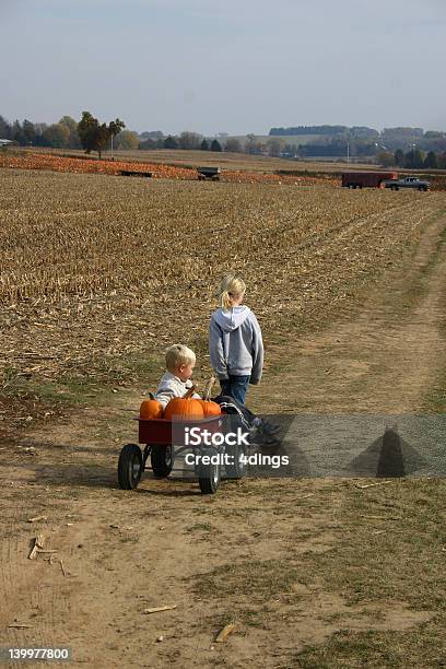 Photo libre de droit de Cueillir Des Potirons banque d'images et plus d'images libres de droit de Automne - Automne, Champ, Citrouille