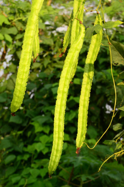 istock Psophocarpus tetragonolobus 1399778683