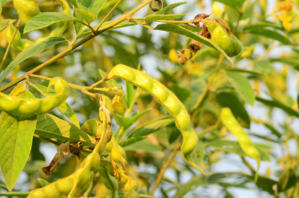 cajanus cajan - pigeon pea” fotografías e imágenes de stock