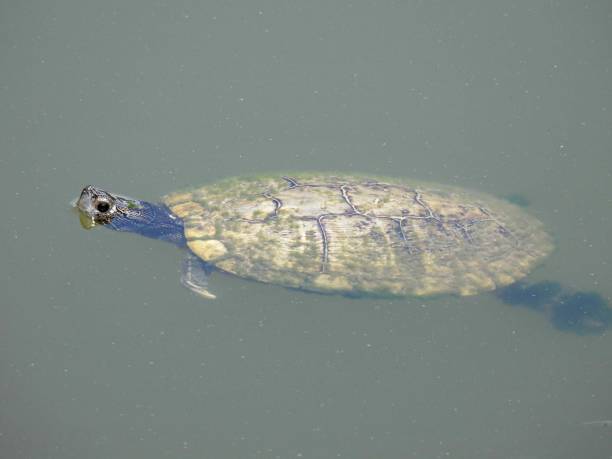 istock Melanistic Red-eared slider (Trachemys scripta elegans) - swimming in a lake 1399779418