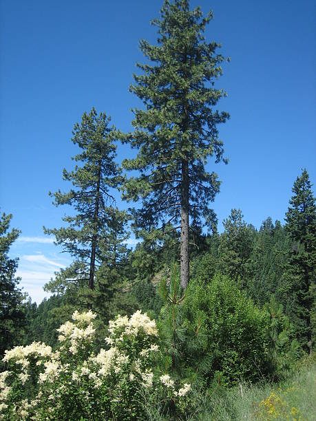 Idaho mountain Syringa in full bloom at the top of a steep mountain.  A few tall pines remain in spite of the intense logging of recent years.
