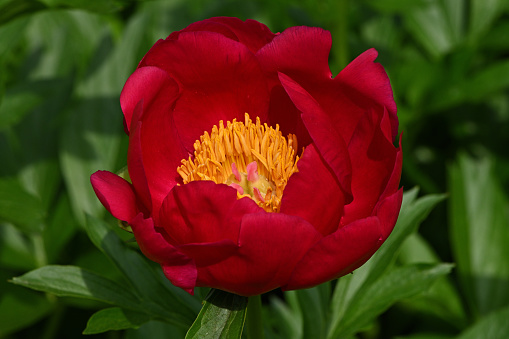 Top view of intensely red peony in hazy sunlight, horizontal
