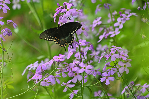 Eastern tiger swallowtail (dark morph, which means it is female) on meadow phlox in spring, with copy space. Taken in Connecticut.