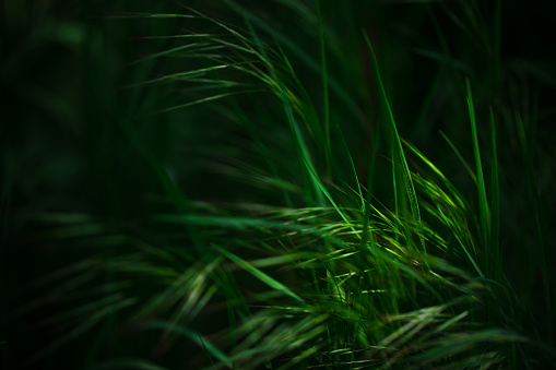 Abstract long green grass. wallpaper for products.