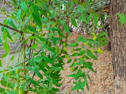 A Closeup Shot Of Ayurvedic Medicine Neem Tree Fruits Photos