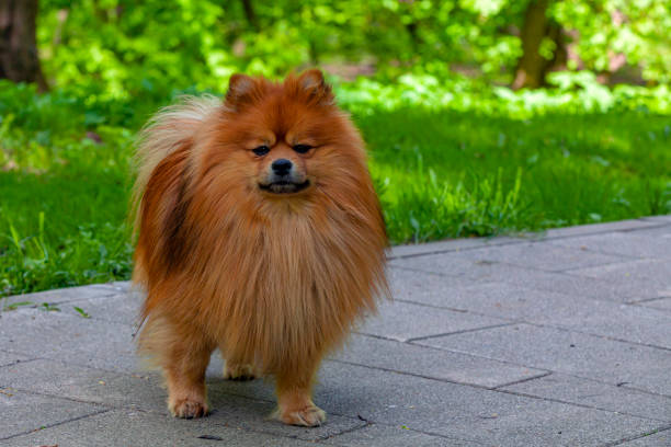 istock Pomeranian - Spitz-type dog breed walks in the park. 1399780243