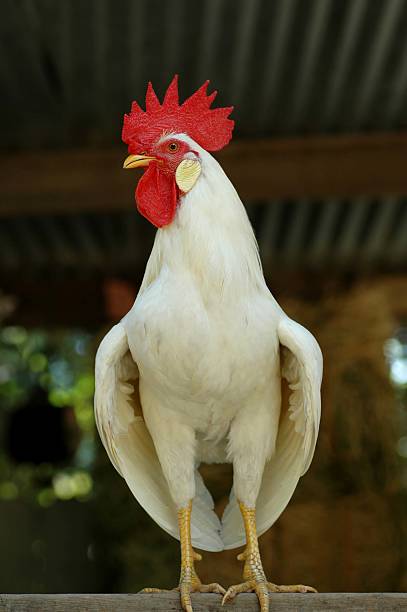 istock Cock of the walk 139978040