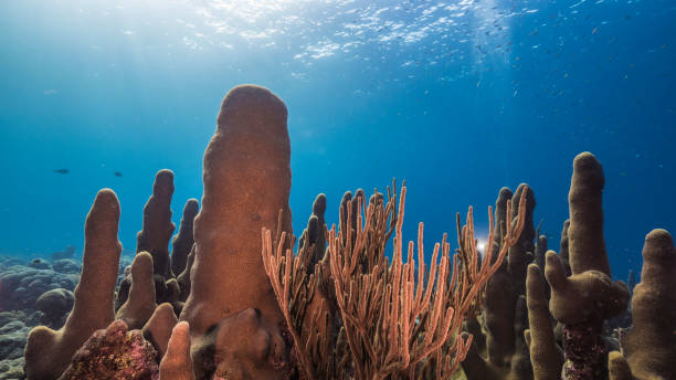 Seascape with various fish, Pillar Coral, and sponge in the coral reef of the Caribbean Sea, Curacao stock photo