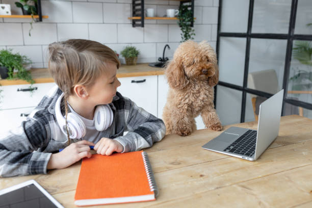 Teenager boy doing homework with a cute brown dog near him, watching laptop. Concept of back to school, study lessons and learning at home. Pet care Teenager boy doing homework with a cute brown dog near him, watching laptop. Concept of back to school, study lessons and learning at home. Pet care dog ate my homework stock pictures, royalty-free photos & images