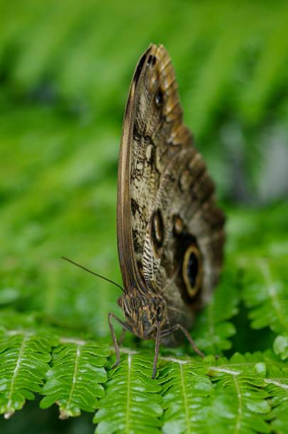 Full Figure Macro Butterfly stock photo