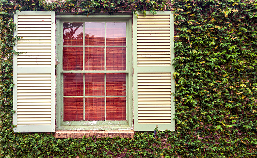 Worn double hung 12 pane window and frame with a brick lintel and side shutters on an ivy-covered brick wall