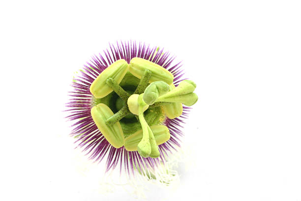 passionflower stock photo