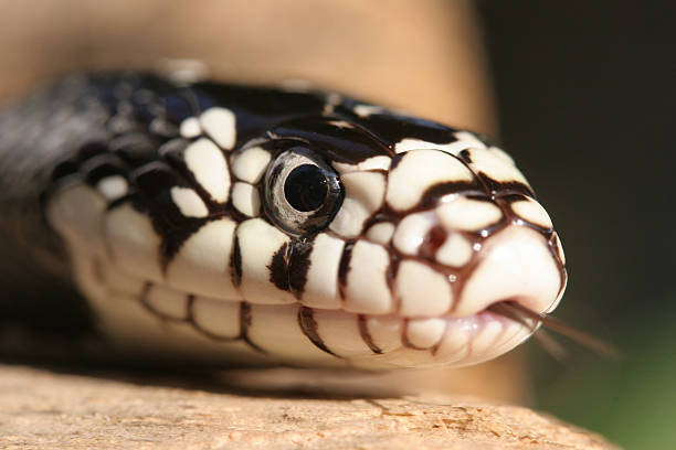 snake head stock photo