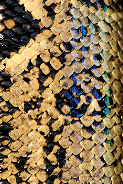 snake skin stock photo