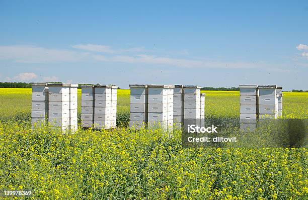 Photo libre de droit de Ruches banque d'images et plus d'images libres de droit de Abeille - Abeille, Aliment, Champ