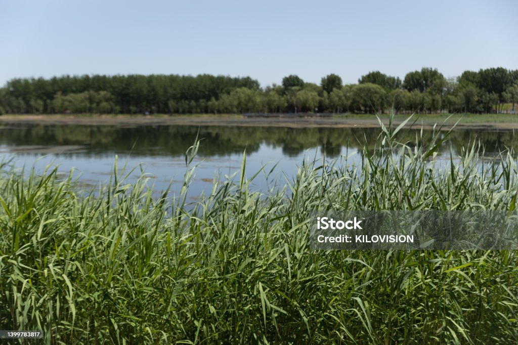 Reeds growing by the lake Reed - Grass Family Stock Photo
