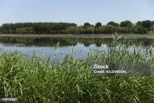 Reeds Growing By The Lake Stock Photo - Download Image Now - Reed - Grass Family, Beauty, Beauty In Nature