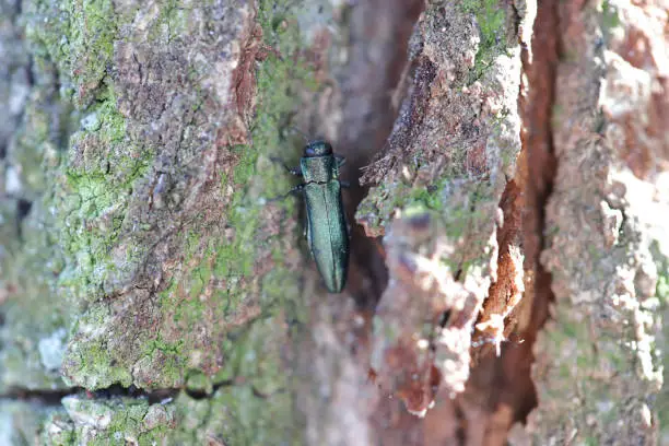 Photo of Oak splendour beetle, also known as the oak buprestid beetle (Agrilus) in its natural environment. A comon beetle.