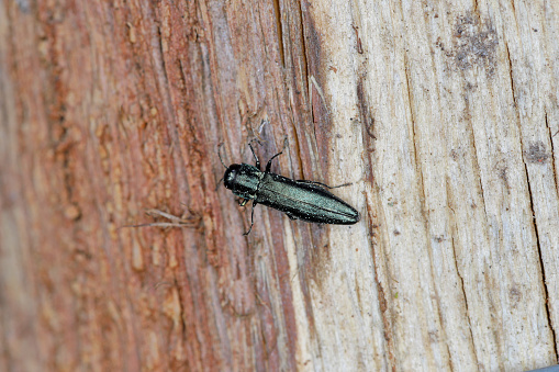 Oak splendour beetle, also known as the oak buprestid beetle (Agrilus) in its natural environment. A comon beetle.