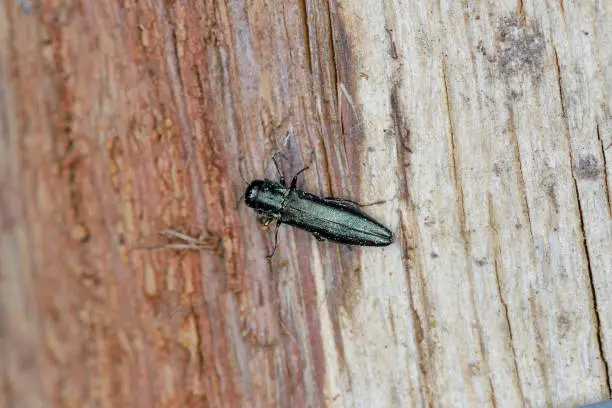 Photo of Oak splendour beetle, also known as the oak buprestid beetle (Agrilus) in its natural environment. A comon beetle.